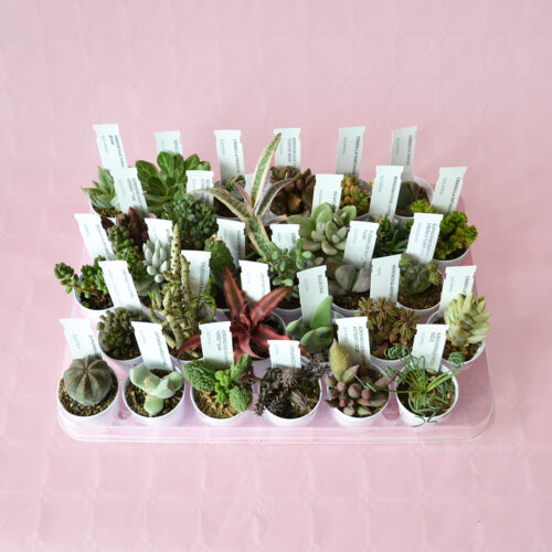 Collection 30 succulent plants Ø 5,5 cm