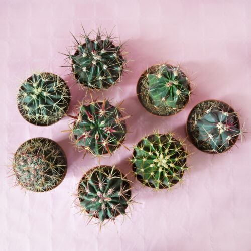 Collection 8 Ferocactus Ø 10,5 cm