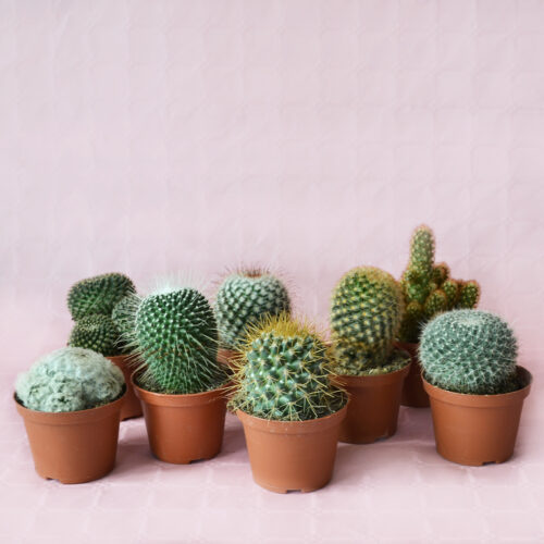Collection 8 Mammillaria Ø 10,5 cm