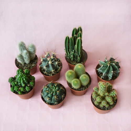 Collection 8 Cactus Ø 10,5 cm