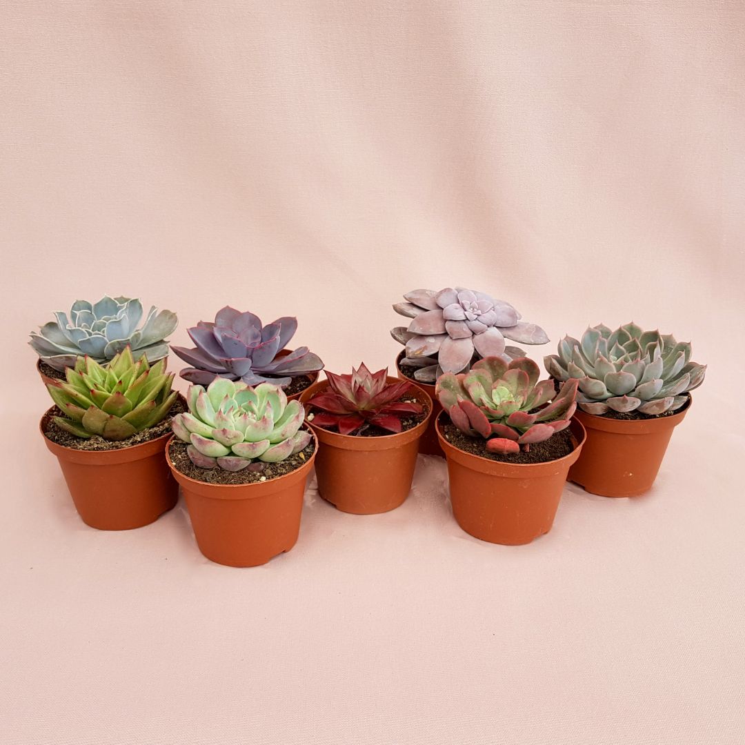 Collection 8 Echeveria Ø 10,5 cm