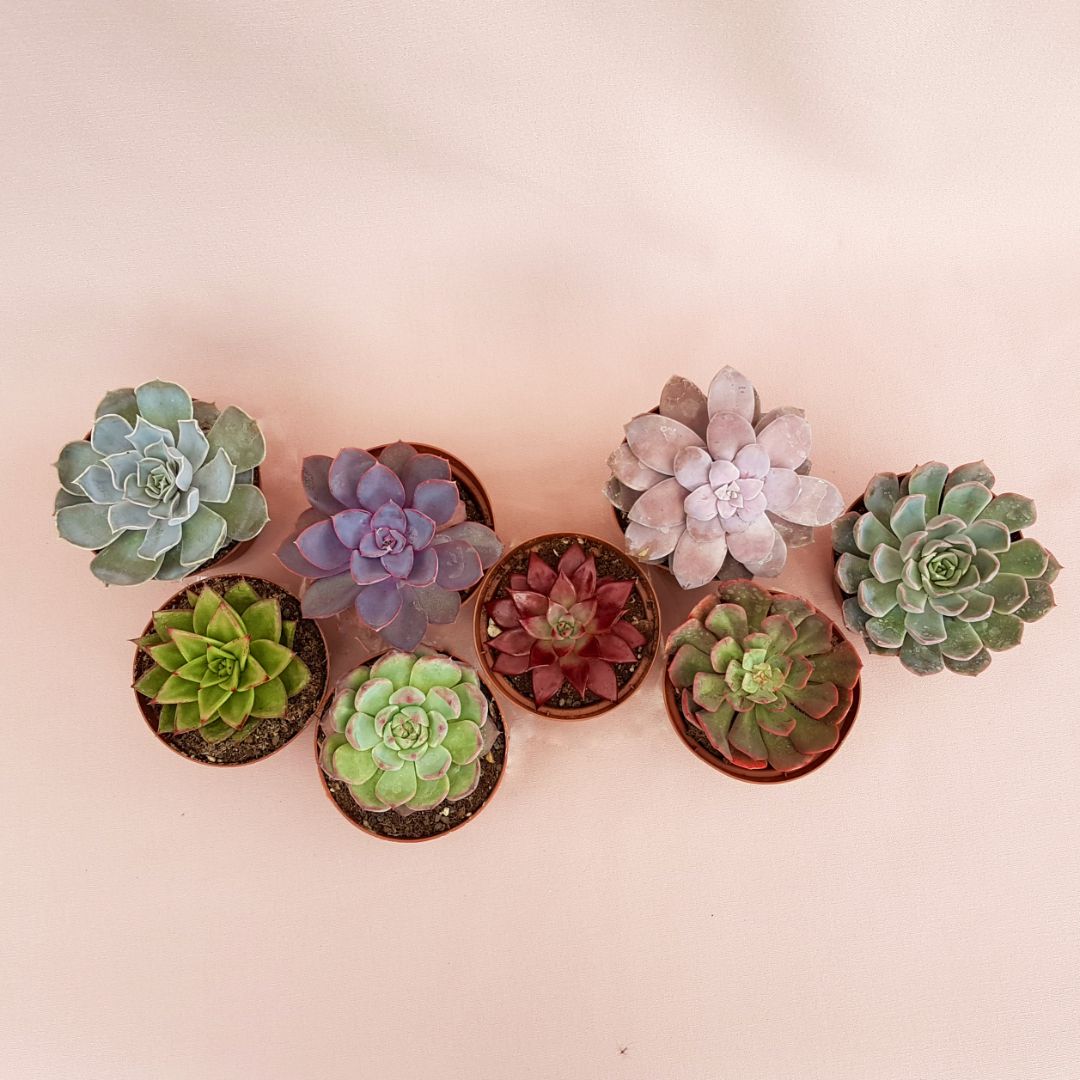 Collection 8 Echeveria Ø 10,5 cm