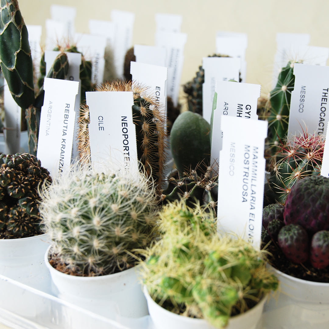 Collection 30 cactus Ø 5,5 cm