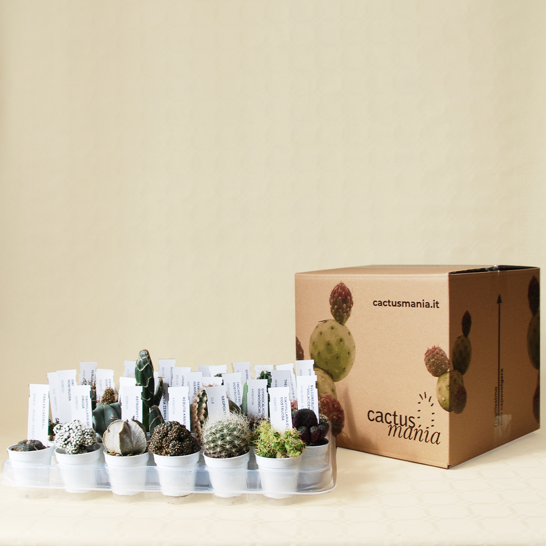 Collection 30 cactus Ø 5,5 cm
