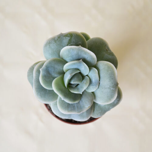 Echeveria Lovely Rose Ø 5,5 cm