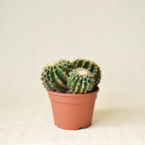 Echinocactus grusonii intermedius uncinatus Ø 16