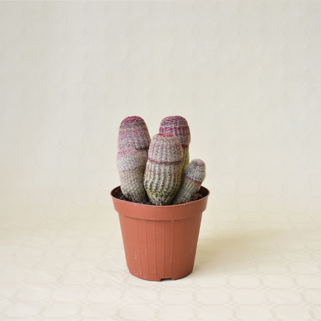 Echinocereus rigidissimus Rubrispinus Ø 14 cm