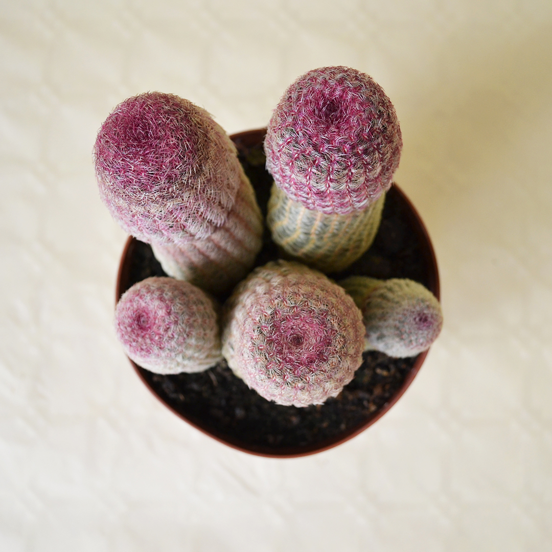 Echinocereus rigidissimus Rubrispinus Ø 14 cm