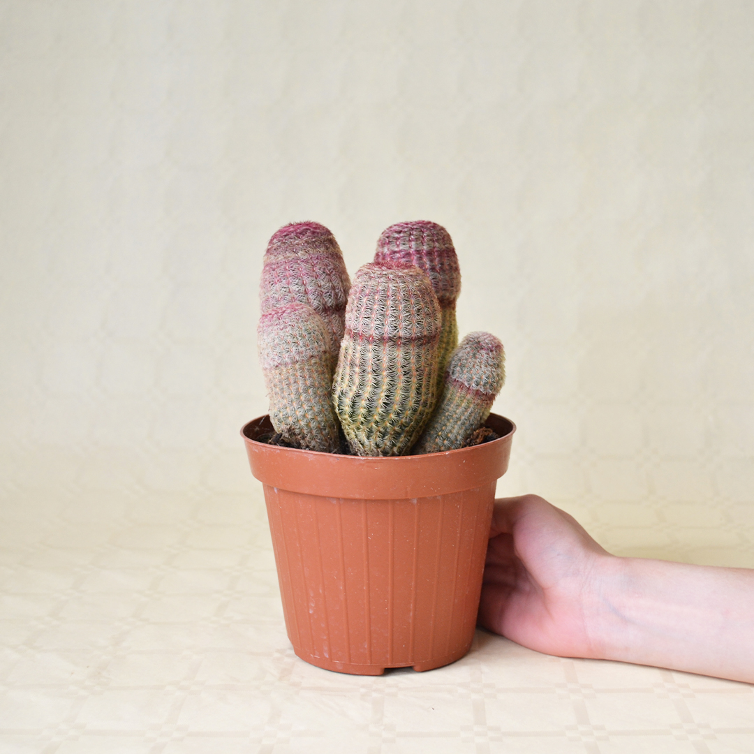 Echinocereus rigidissimus Rubrispinus Ø 14 cm