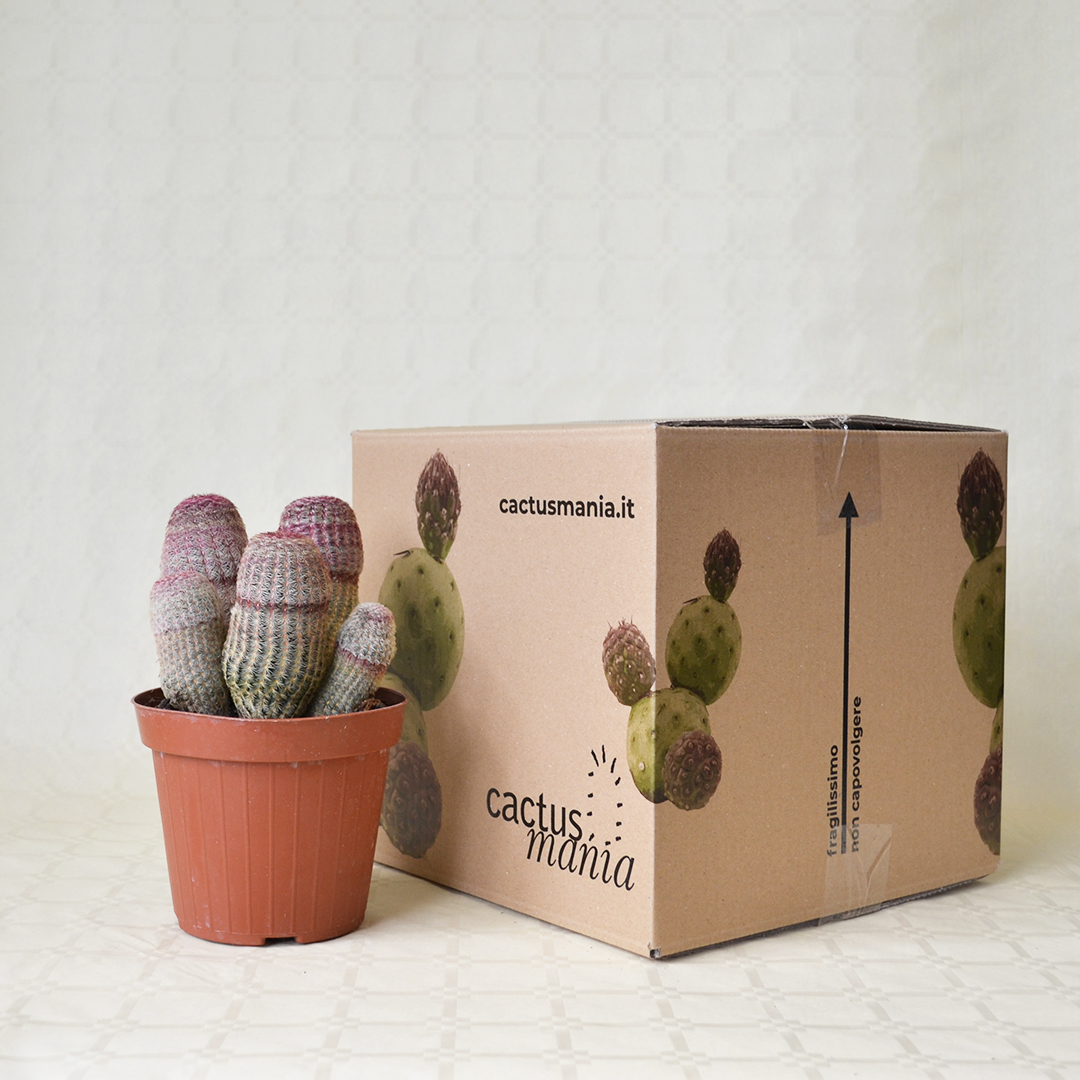 Echinocereus rigidissimus Rubrispinus Ø 14 cm