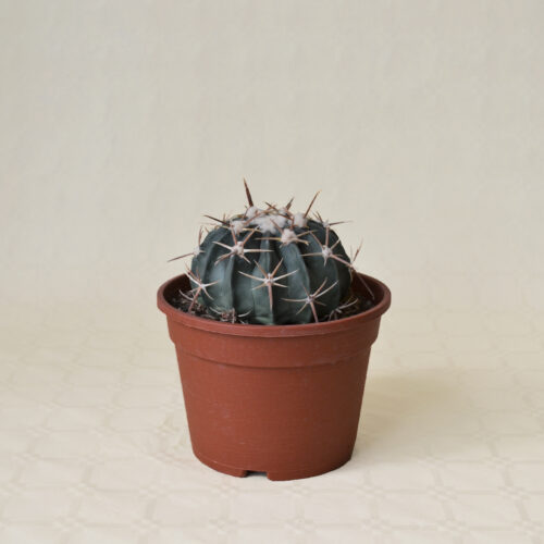 Echinocactus texensis (Homalocephala texensis) vaso 16