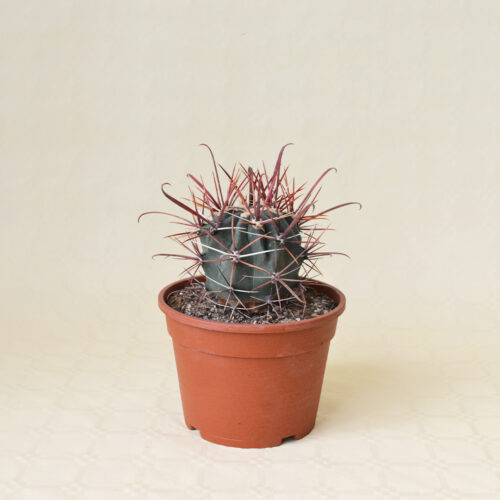 Ferocactus gracilis vaso 16