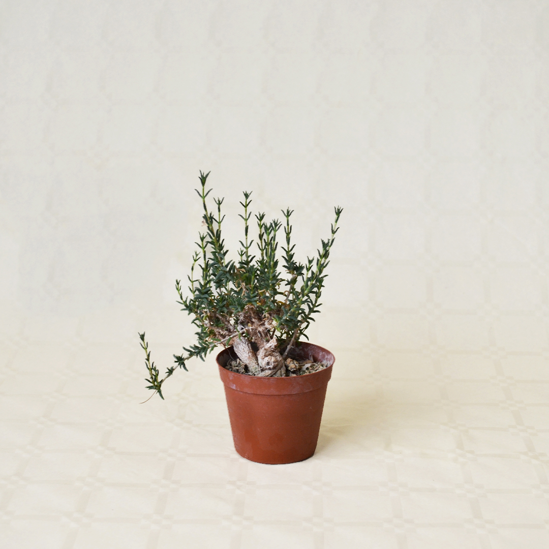 Trichodiadema bulbosum Ø 7,5 cm