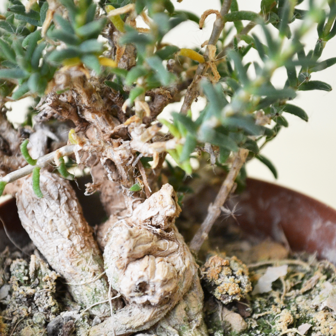 Trichodiadema bulbosum Ø 7,5 cm