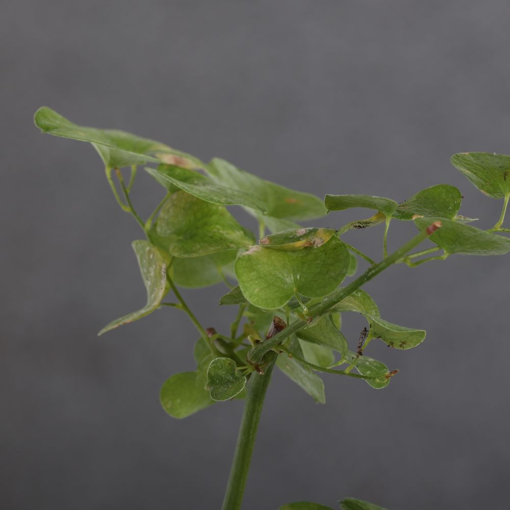 Dioscorea elephantipes Ø 14