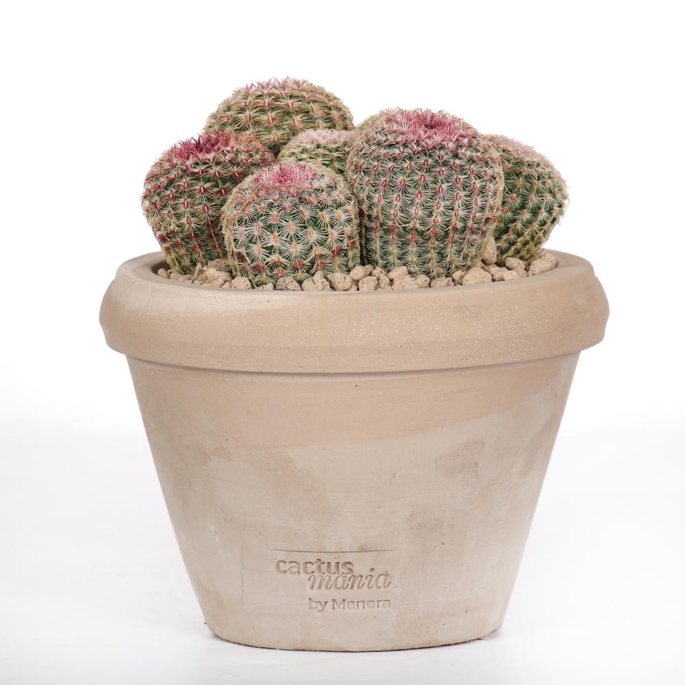 Echinocereus rigidissimus rubrispinus Ø 14