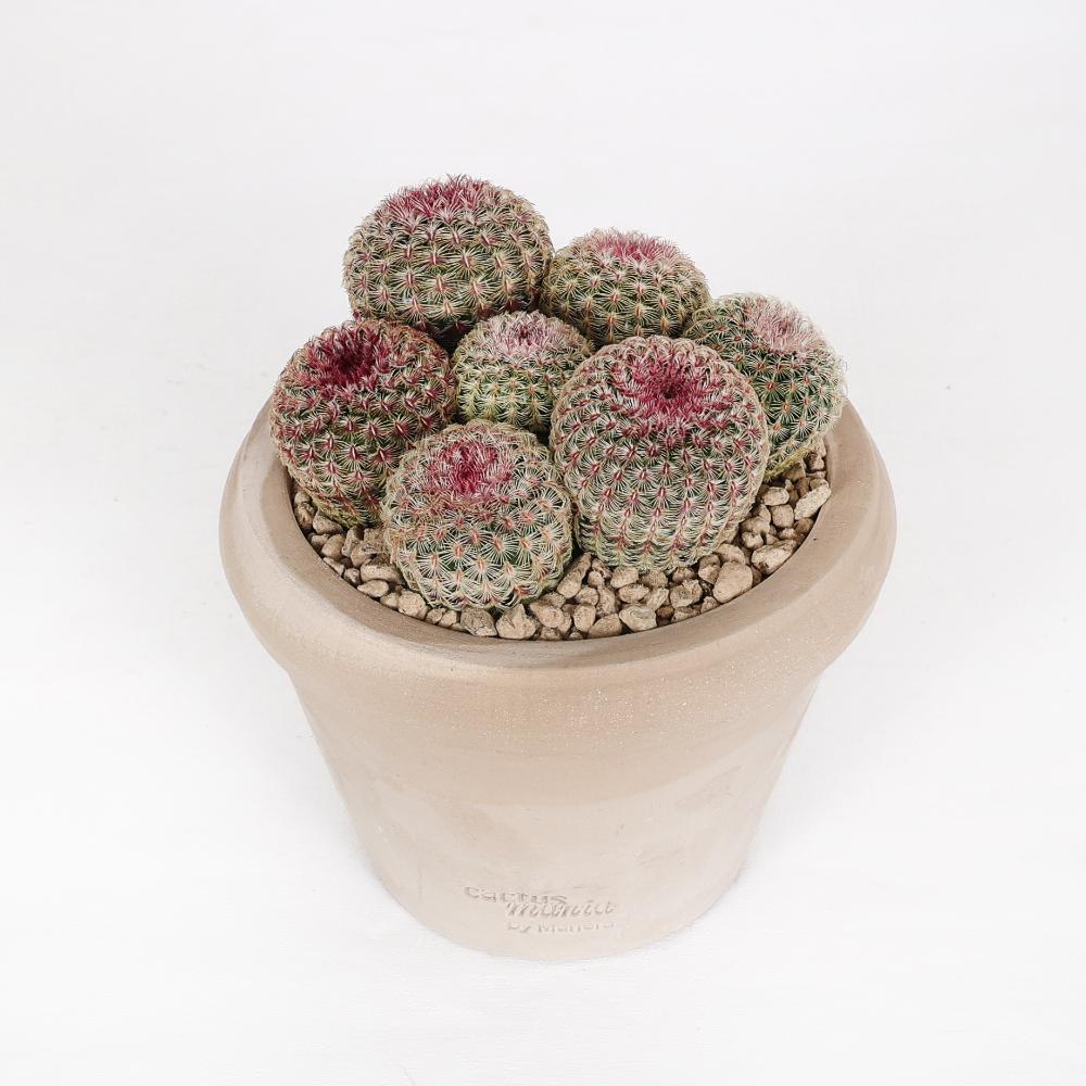 Echinocereus rigidissimus rubrispinus Ø 14