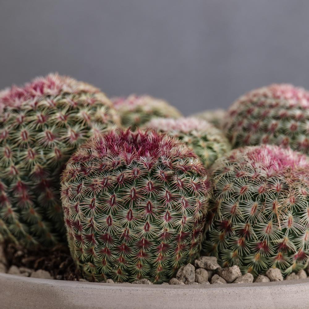 Echinocereus rigidissimus rubrispinus Ø 14
