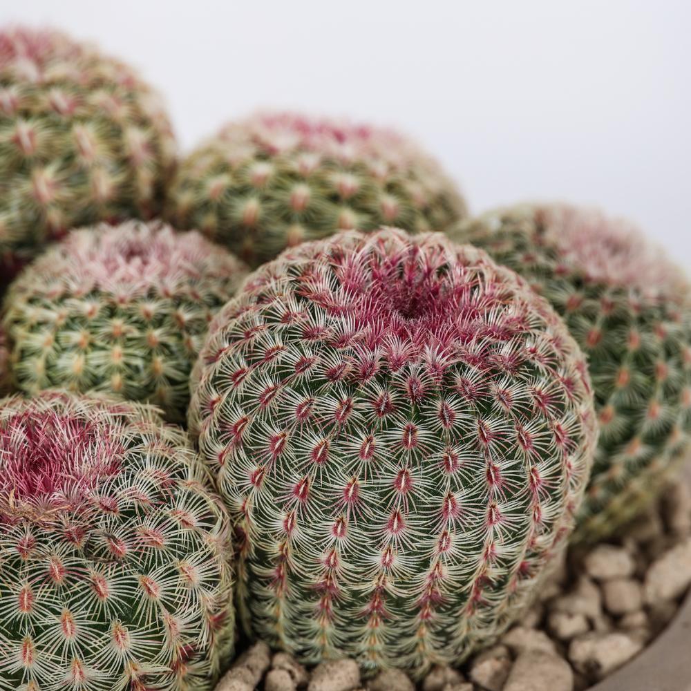 Echinocereus rigidissimus rubrispinus Ø 14
