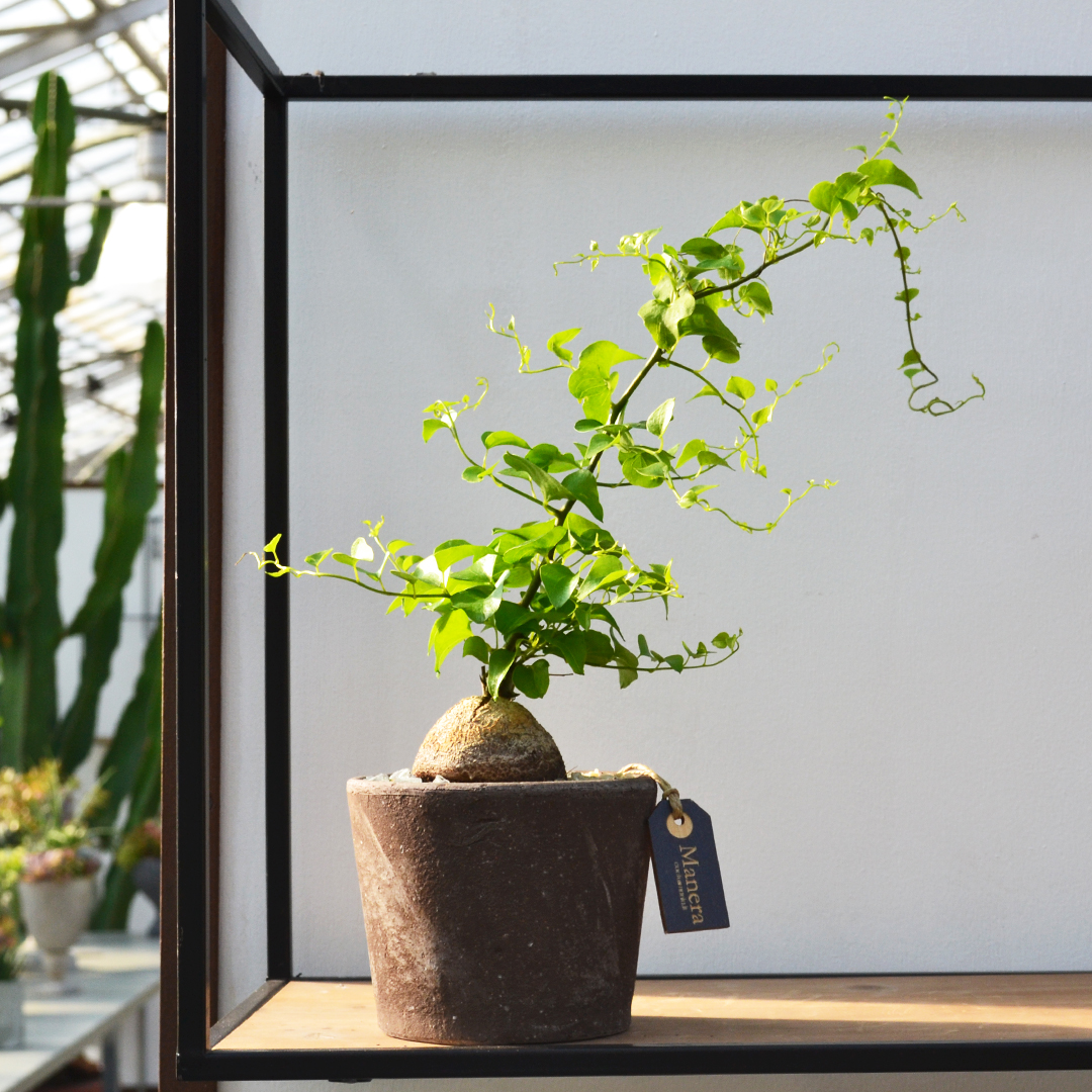 Dioscorea elephantipes Ø 12 cm - Manera Line
