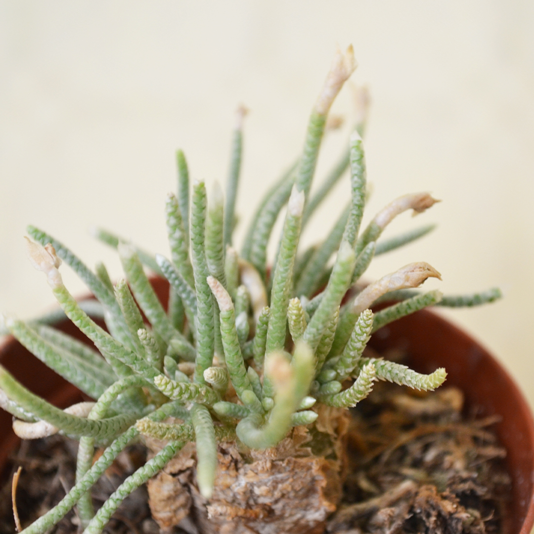 Avonia quinaria Ø 7,5 cm