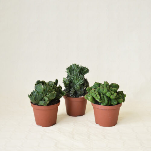 Collection 3 Euphorbia f. cristata Ø 10,5