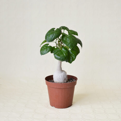 Pyrenacantha malvifolia Ø 14 cm