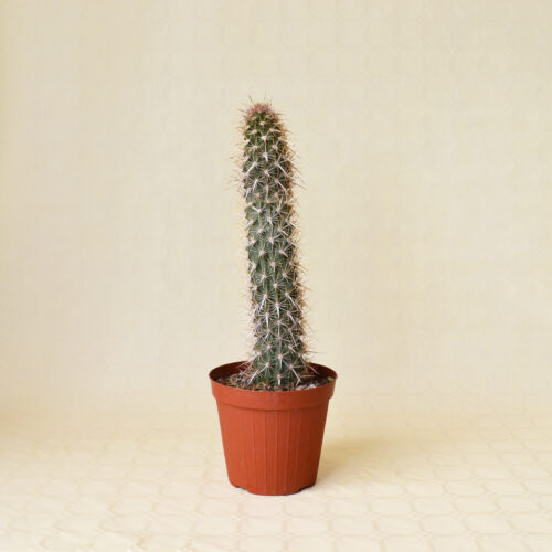 Stenocereus eruca (Machaerocereus eruca) vaso 15