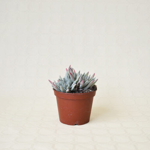 Dudleya caespitosa vaso 13