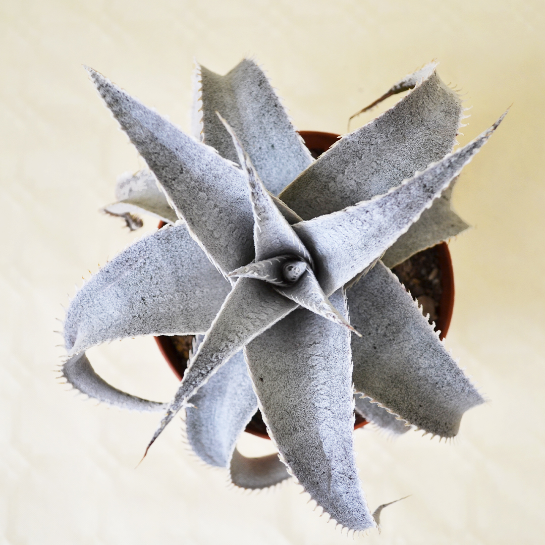 ⑴ うす Dyckia marnier-lapostollei ⑴ うす Dyckia marnier-lapostollei