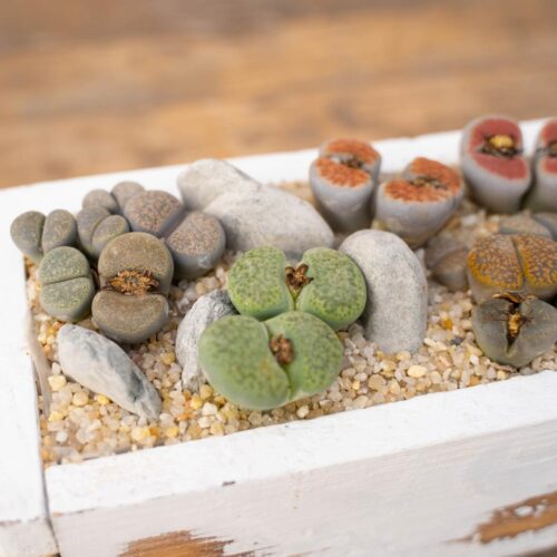 Composizione Sassi Viventi (Lithops) - Componi la tua Mania