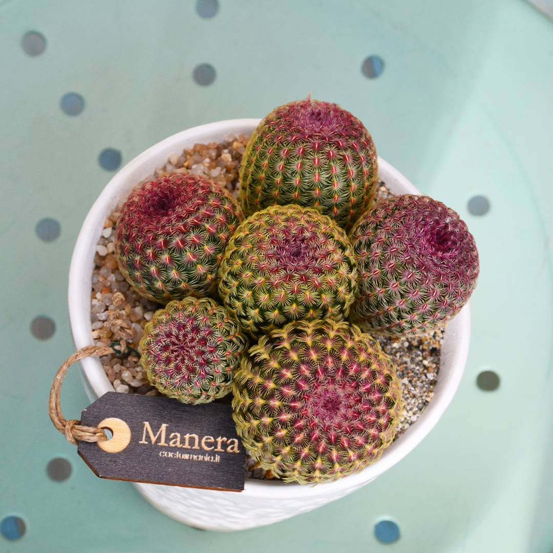 Echinocereus rigidissimus rubrispinus - Linea Manera