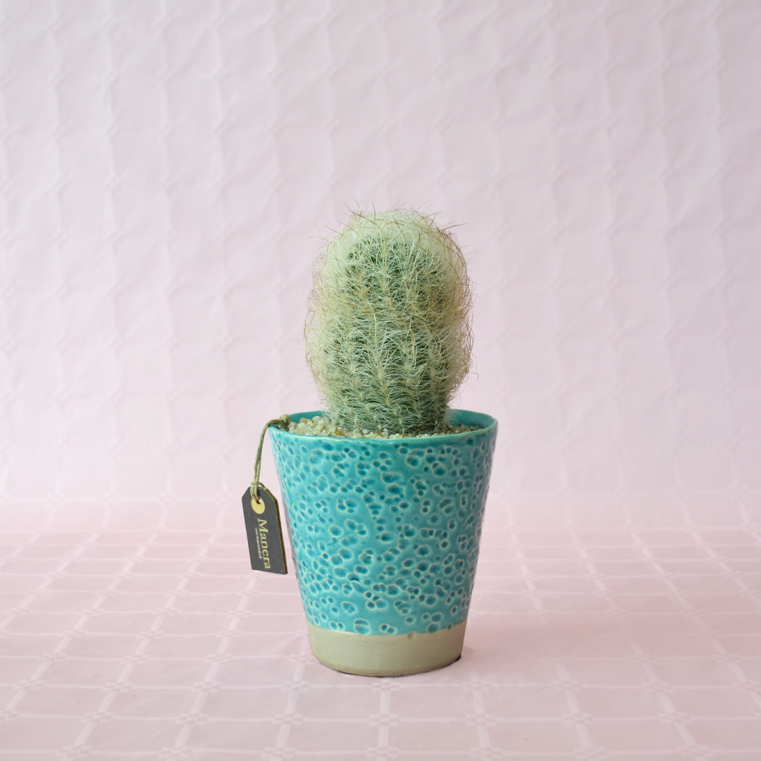 Neoporteria gerocephala - Linea Manera