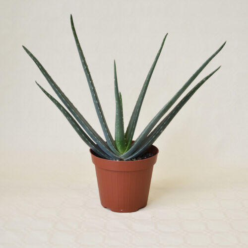 Aloe vera Ø 14 cm