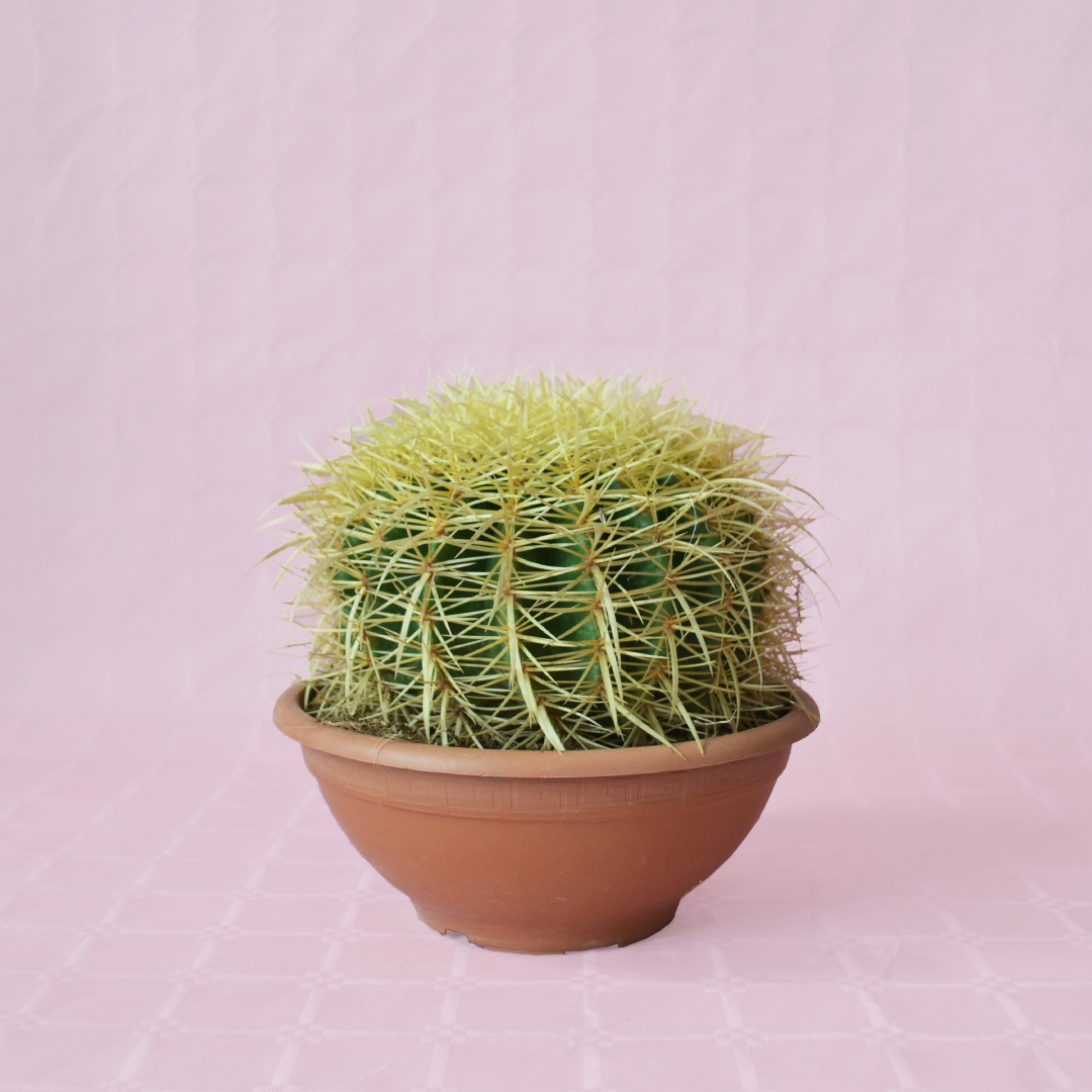 Echinocactus grusonii Ø 20 cm