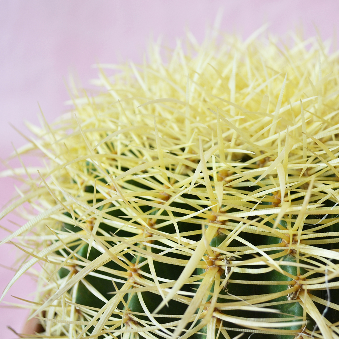 Echinocactus grusonii Ø 20 cm