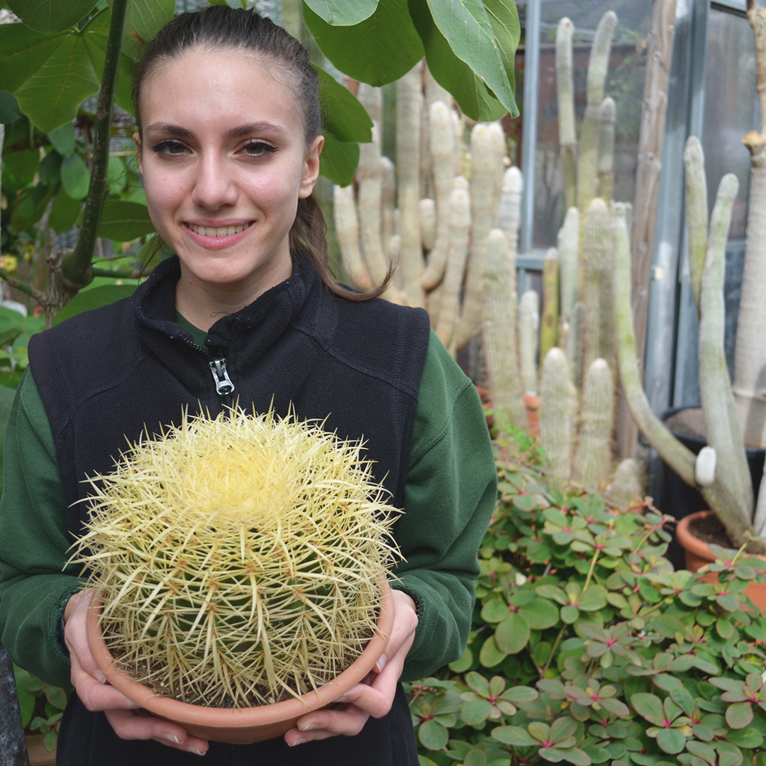 Echinocactus grusonii Ø 20 cm