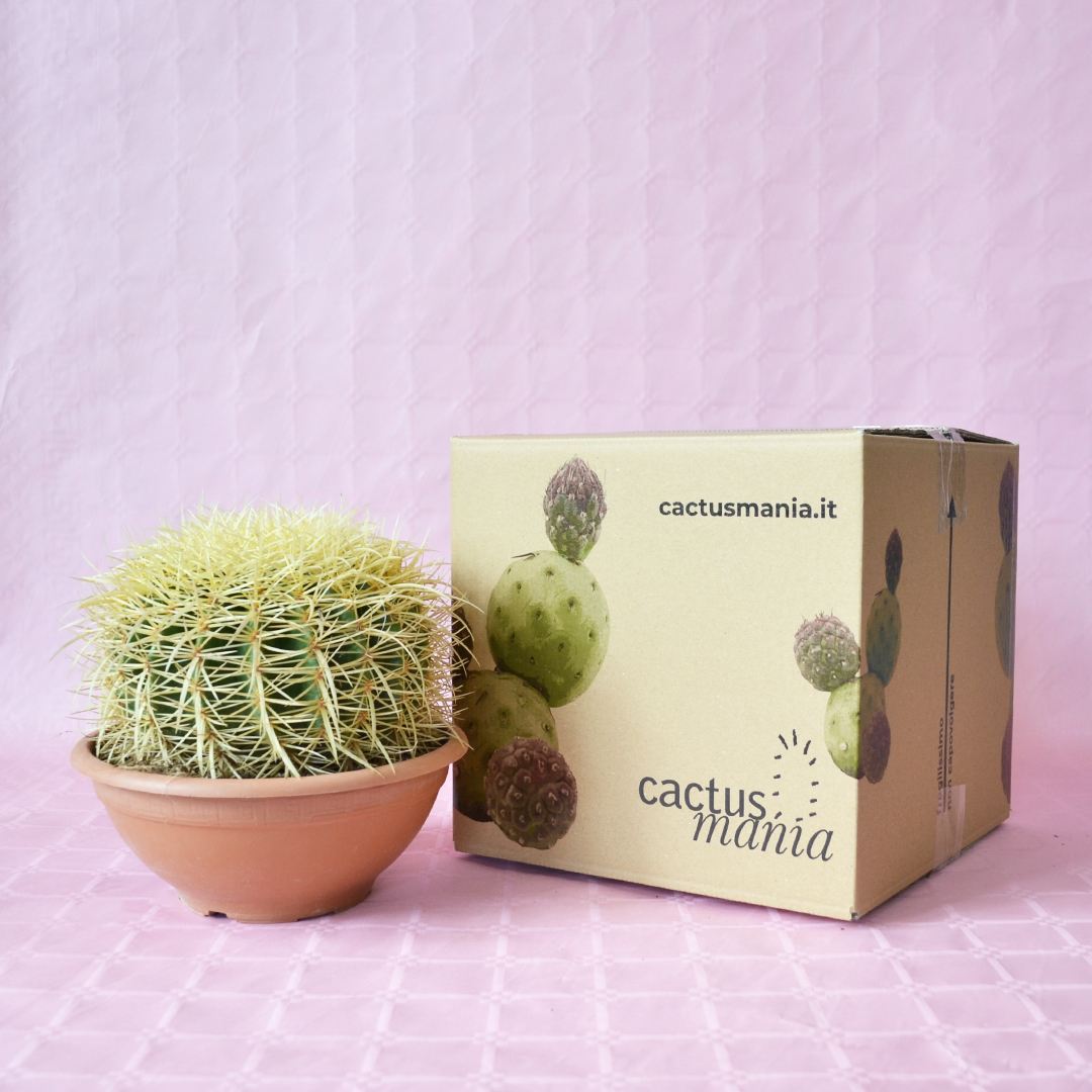 Echinocactus grusonii Ø 20 cm