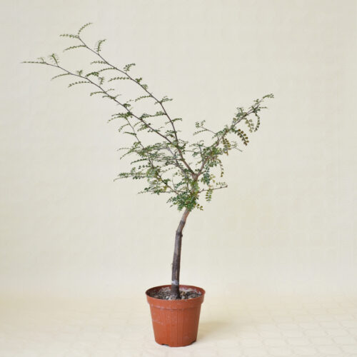 Operculicarya decaryi Ø 12 cm