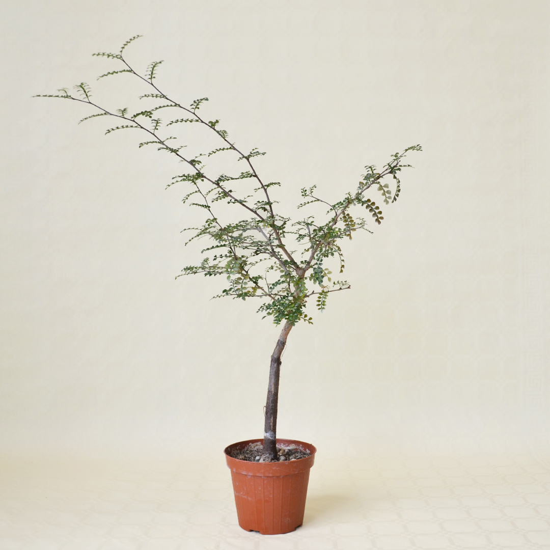 Operculicarya decaryi Ø 12 cm