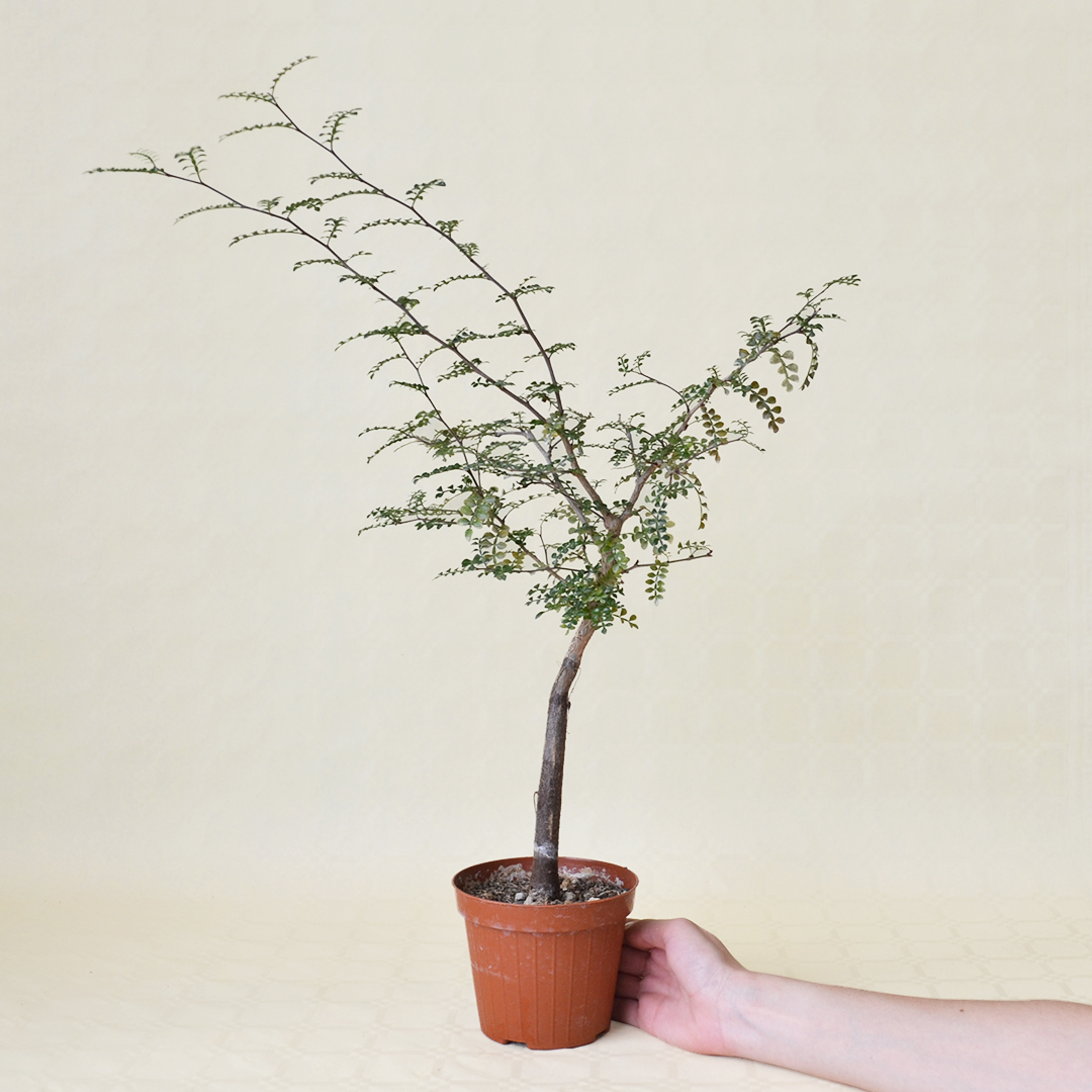 Operculicarya decaryi Ø 12 cm