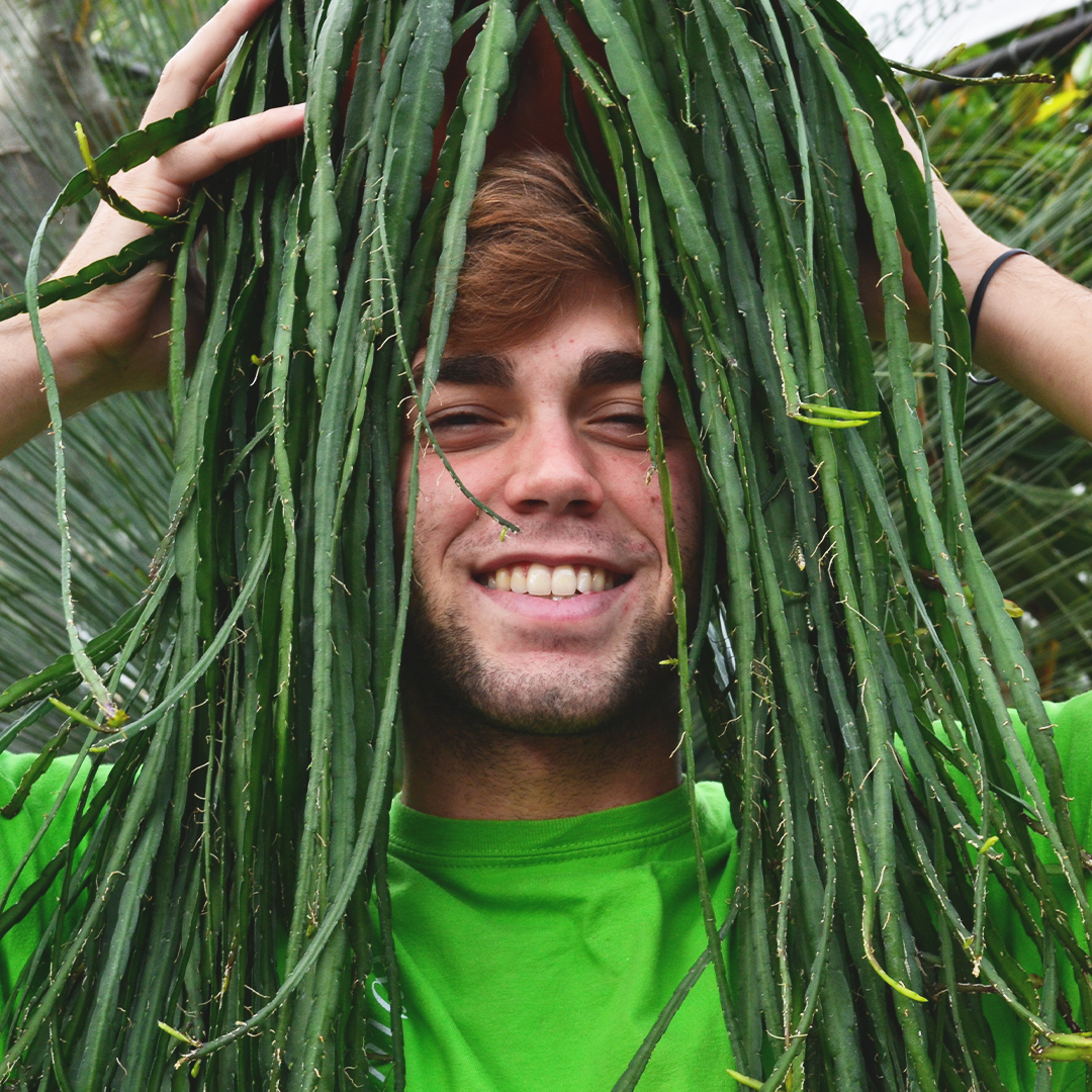 Rhipsalis cruciformis vaso basket 20 XL