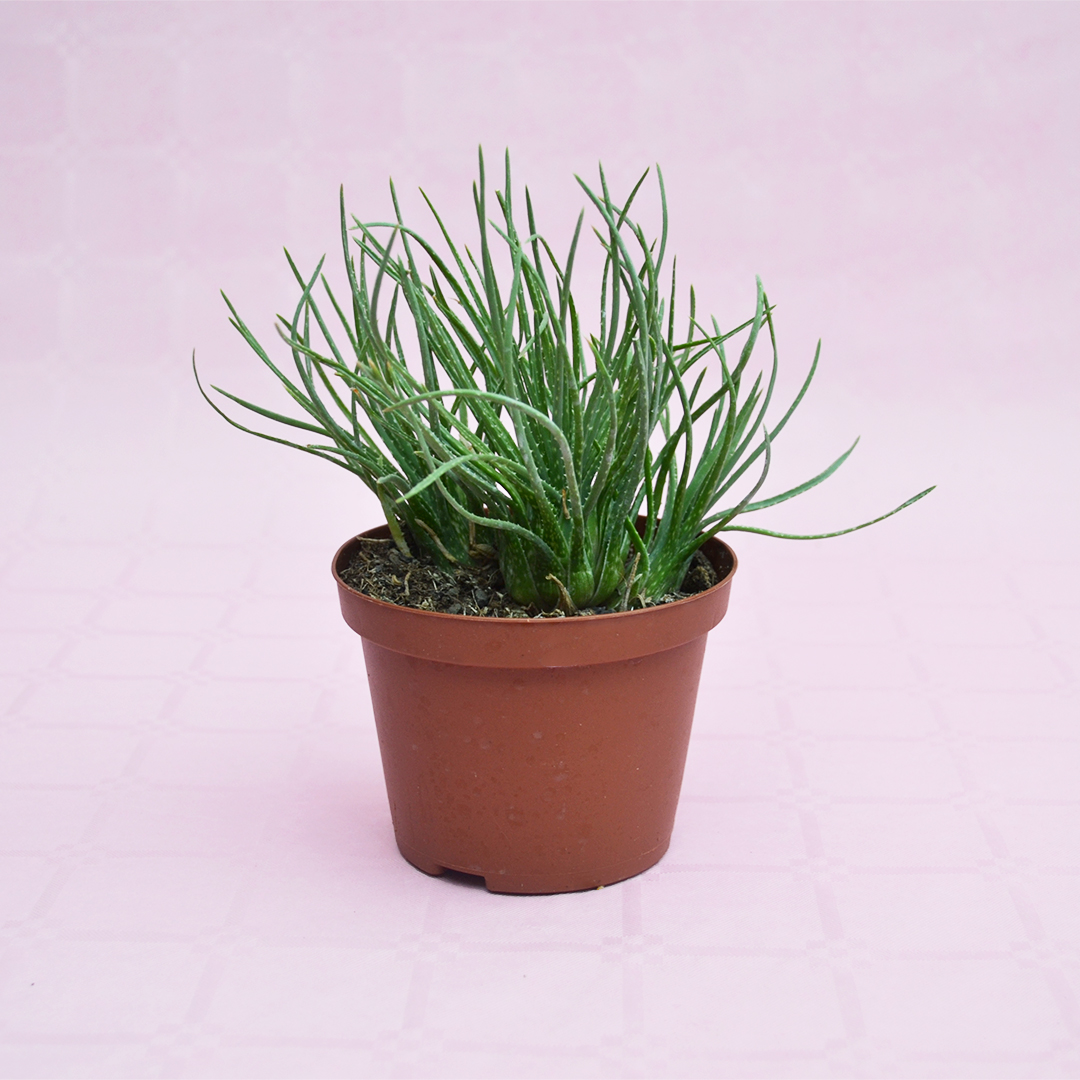 Aloe bowiea Ø 10,5 cm