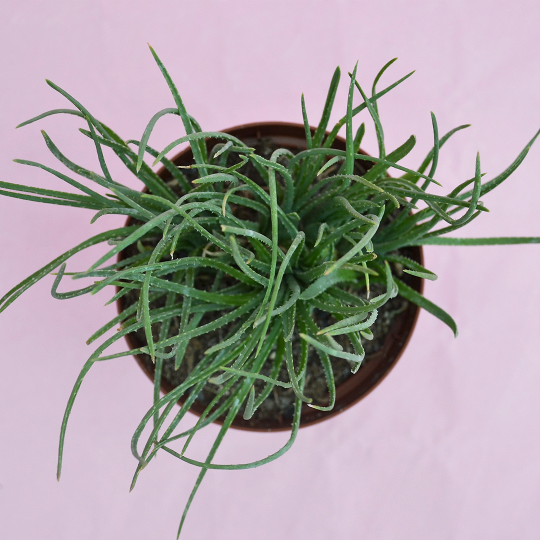 Aloe bowiea Ø 10,5 cm