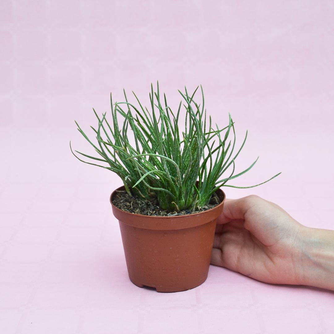 Aloe bowiea Ø 10,5 cm