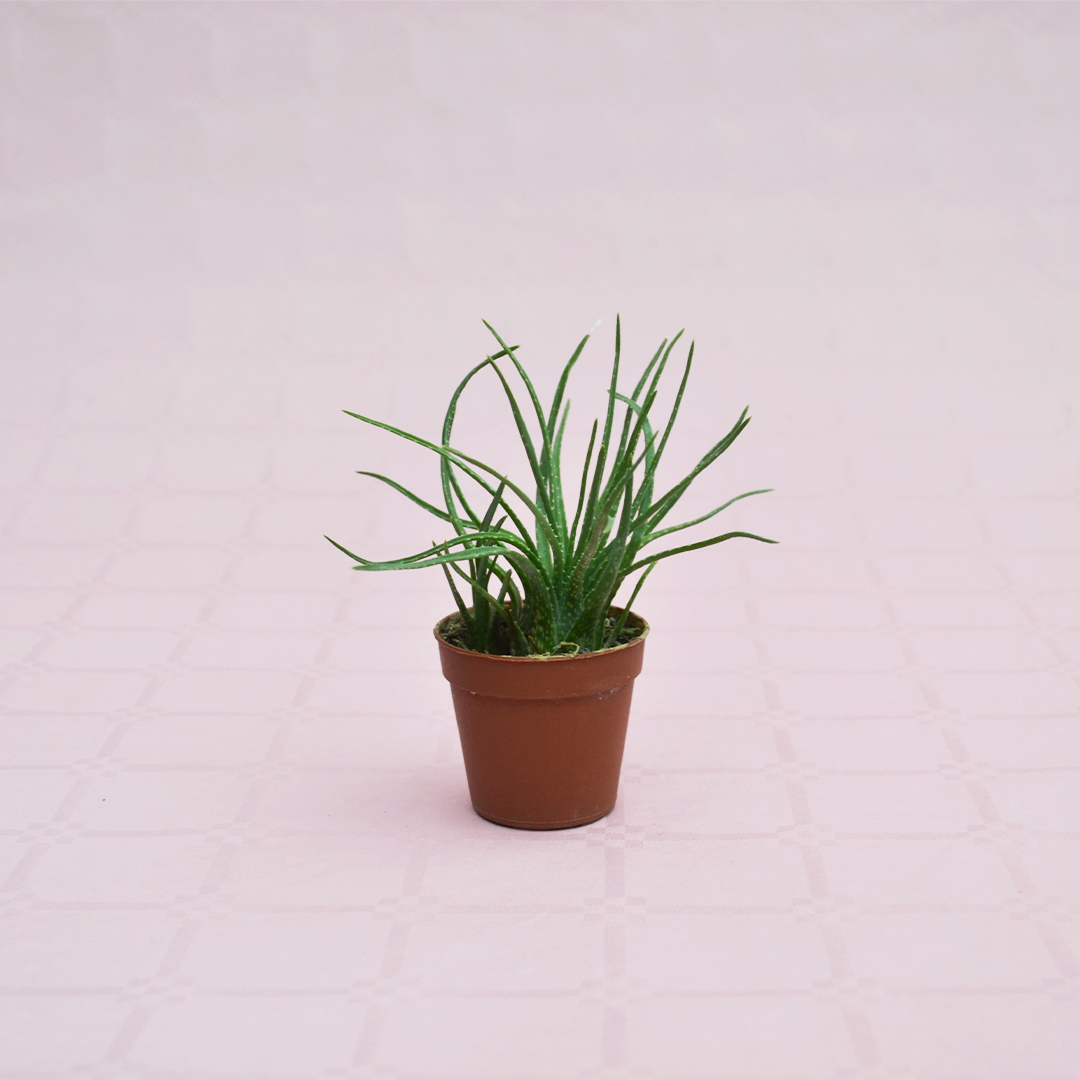 Aloe bowiea Ø 5,5 cm