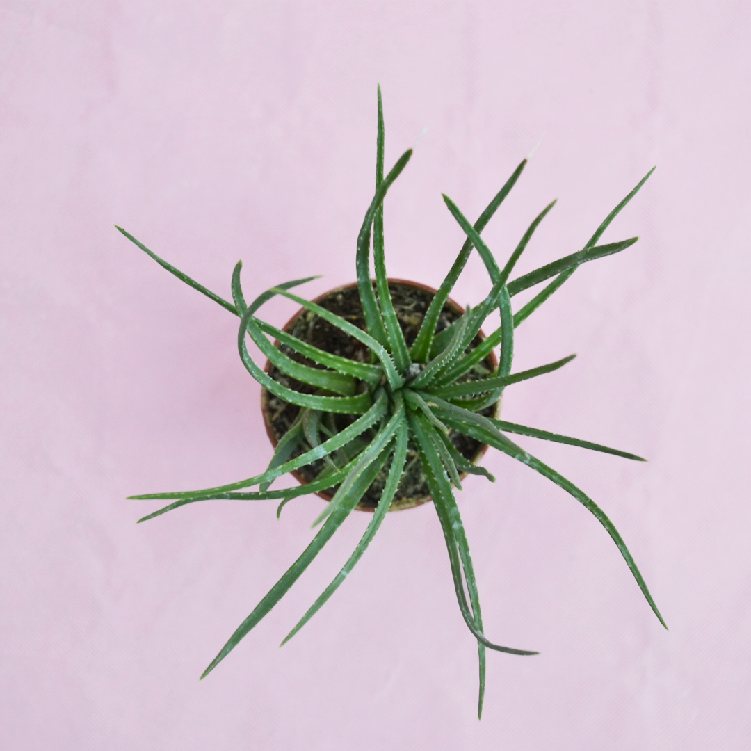 Aloe bowiea Ø 5,5 cm