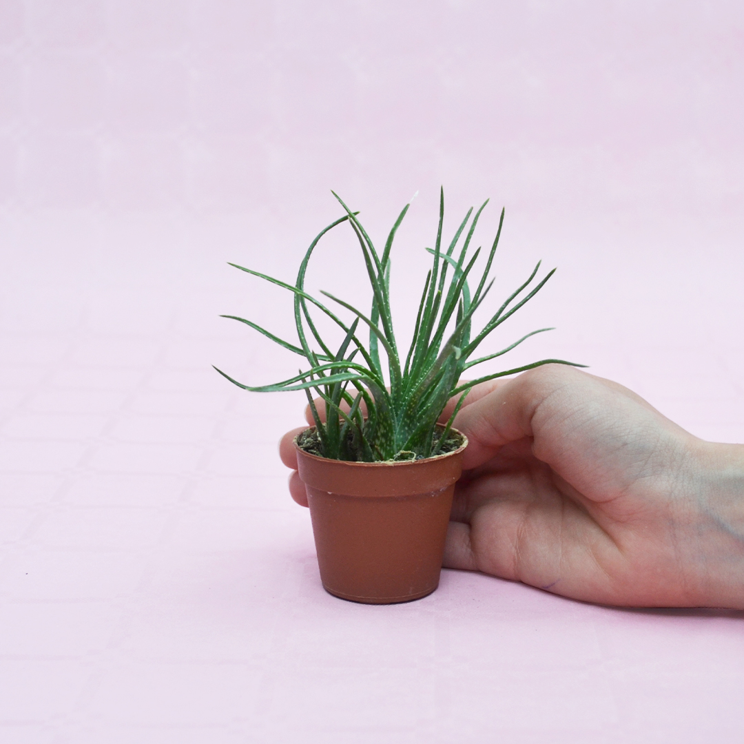 Aloe bowiea Ø 5,5 cm