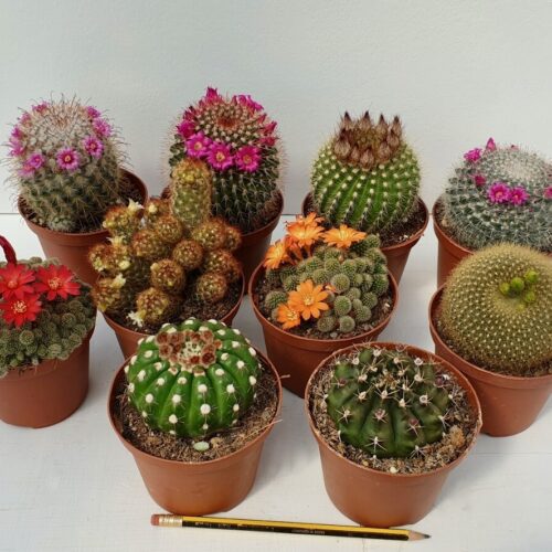 Collezione 10 Cactus Fioriti