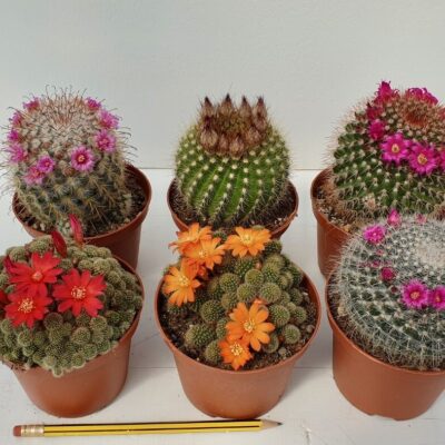 Collezione cactus fioriti 6 piante